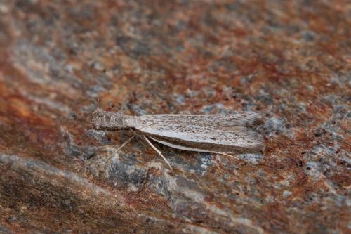 Pleurota ericella